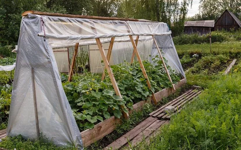 Парник-шалаш на деревянном каркасе