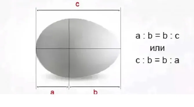 Яйцо построено по принципу золотого сечения