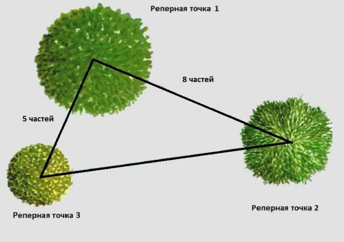 Иллюстрация размещения кустов, по правилам золотого сечения