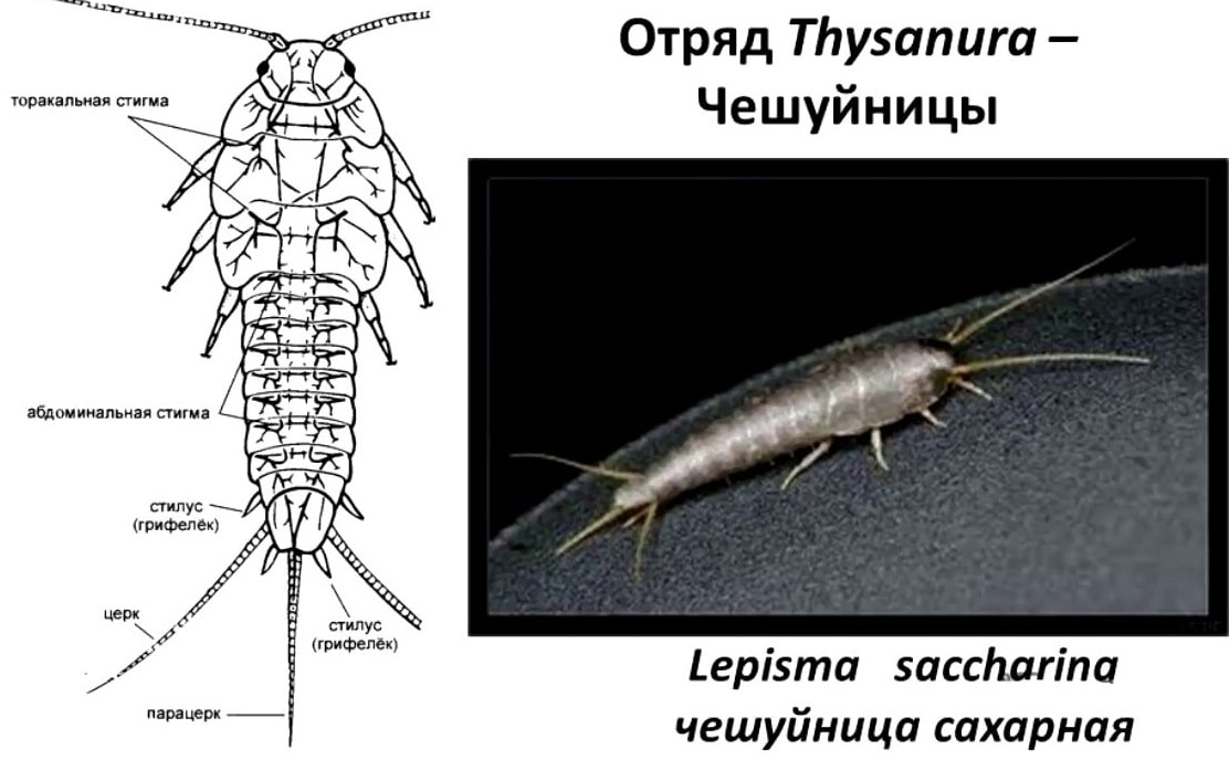 Статьи Pest63