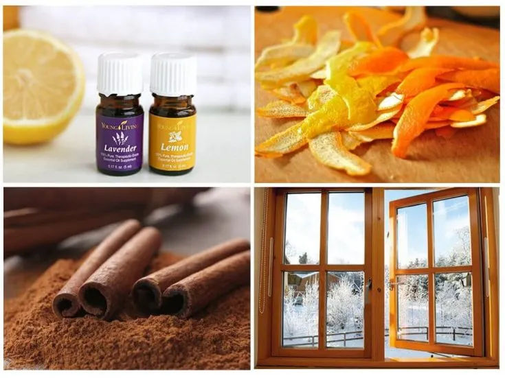 Как избавиться от чешуйницы в квартире