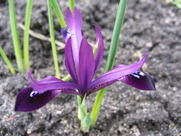 Iris reticulata