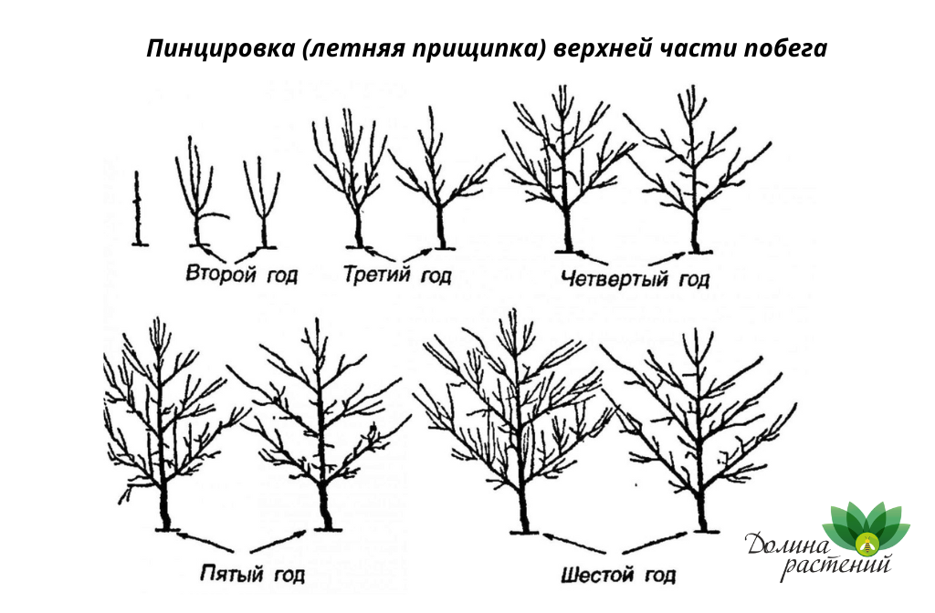 Как и когда посадить грушу в Беларуси