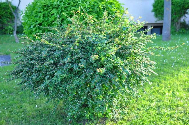 Кизильник обыкновенный или цельнокрайний (Cotoneaster integerrimus)