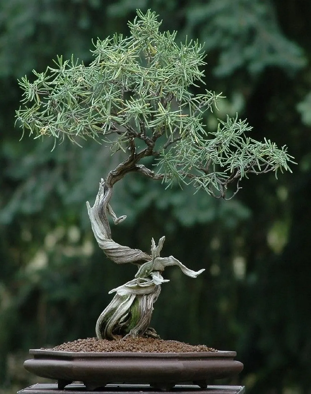 бонсай. bonsai - wabi sabi