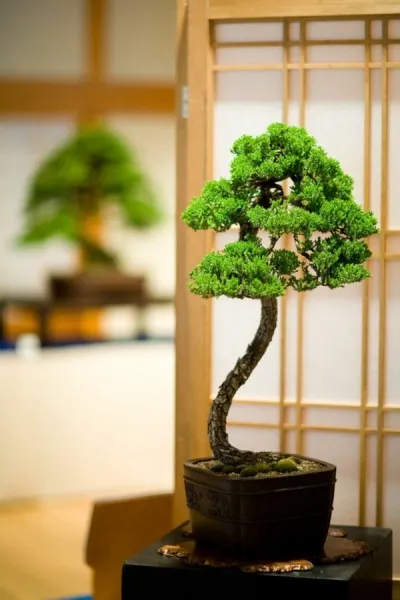 bonsai - wabi sabi