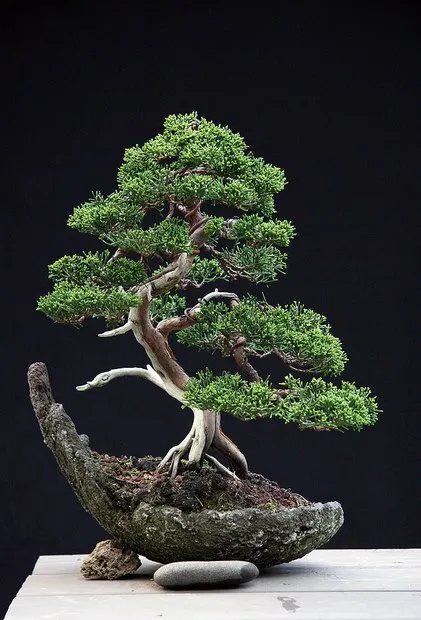 bonsai - wabi sabi