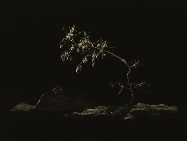 бонсай. bonsai Masao Yamomoto - wabi sabi