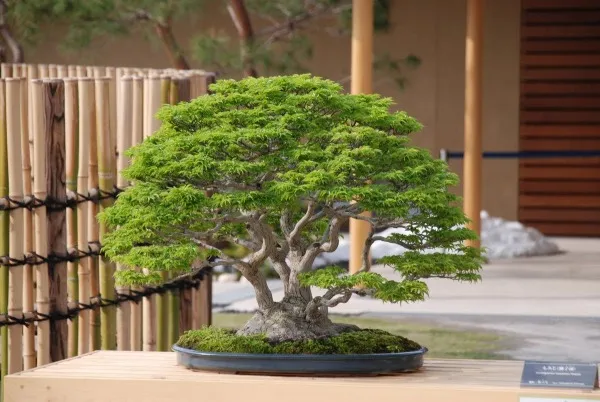 bonsai - wabi sabi