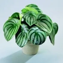 Пеперомия серебристая (Peperomia argyreia)