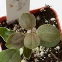 Пеперомия бархатистая (Peperomia velutina)