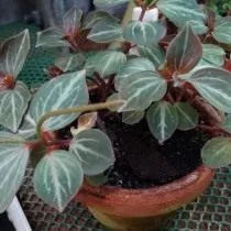 Пеперомия мраморная (Peperomia marmorata)