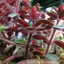 Пеперомия красноватая (Peperomia rubella)