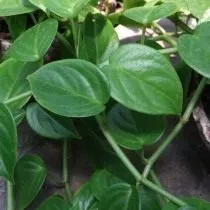 Пеперомия ползучая (Peperomia serpens)