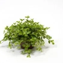 Пеперомия круглолистная (Peperomia rotundifolia)