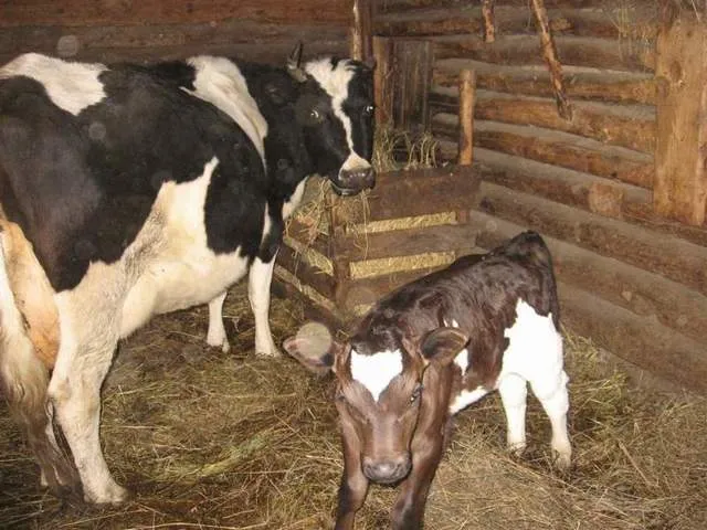 Мини ферма для КРС своими руками