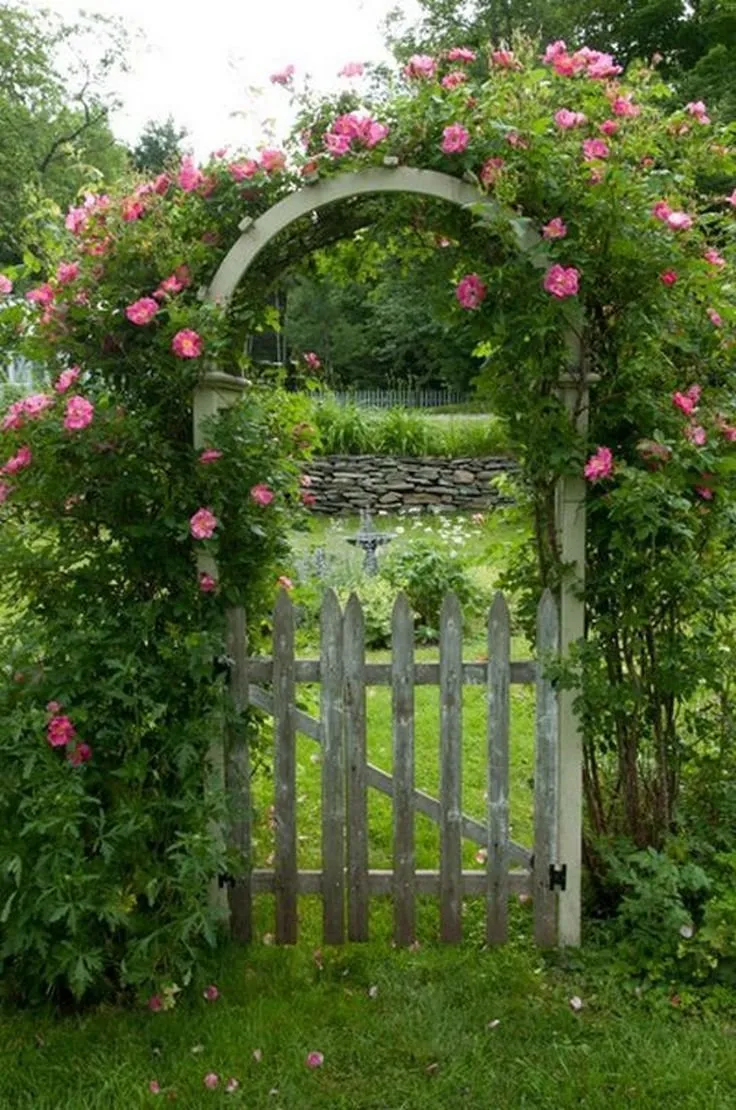 Гарден гейт (Garden Gate) плетистая