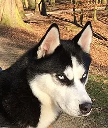 Leïko au bois de la Cambre.jpg