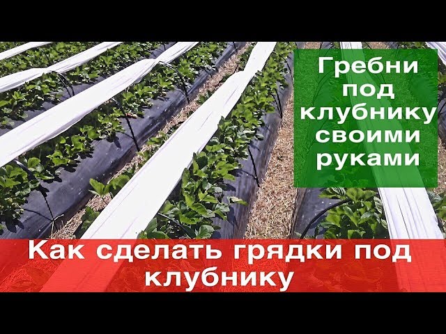 Как сделать грядки под клубнику (гребни