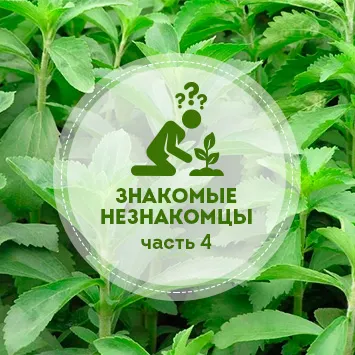 Знакомые Незнакомцы. Стевия