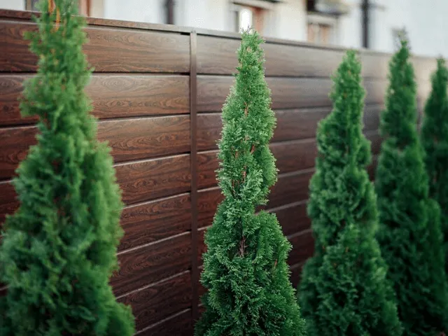 Rastenia -vozle-zabora 8 1