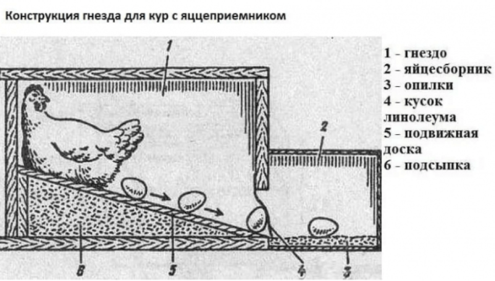 Размер гнезда для кур несушек с