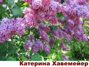 Сорта сирени для изгороди - Катерина Хавемейер