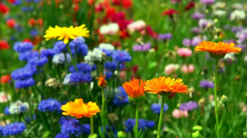 : Background of colorful mixed flowers growing in a garden