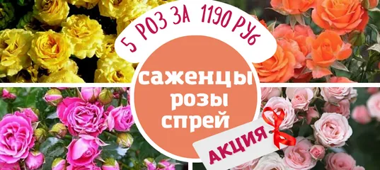 розы спрей, копия(1).png