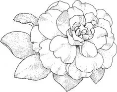 Camellia Blossom Floral Drawing, Digi Stamp, Digital Flowers, Botanical Drawings, Coloring Book Pages, Coloring Pictures, Free Illustrations, Digital Stamps, Doodle Art