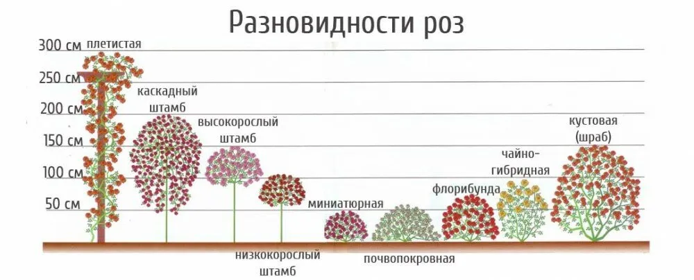  Классификация роз для дачников. Фото из открытого источника 5-nt.ru