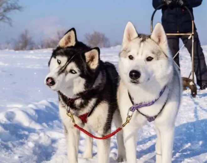 Хаски в упряжке