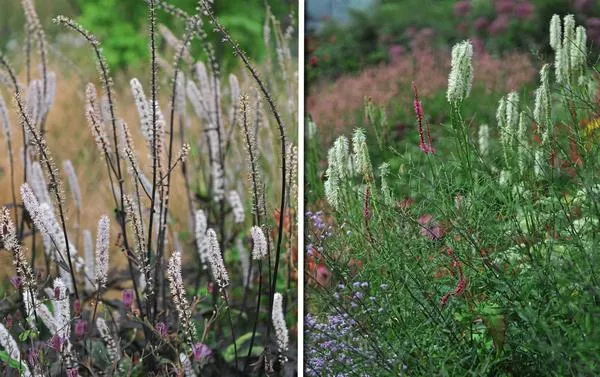 Слева: клопогон (Cimicifuga). Справа: кровохлебка канадская (Sanguisorba canadensis)