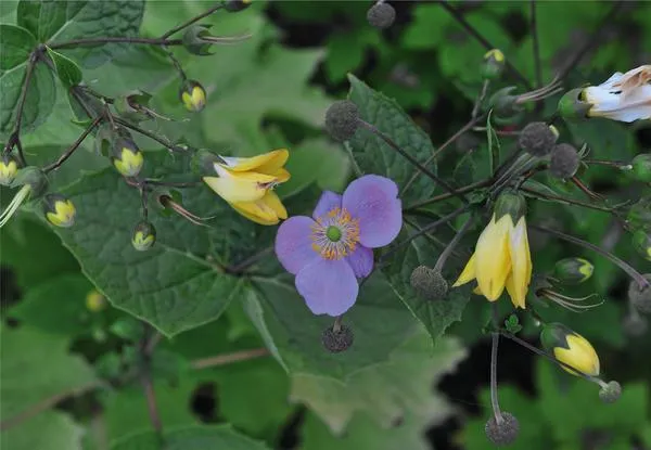 Киренгешома дланевидная (Kirengeshoma palmata)