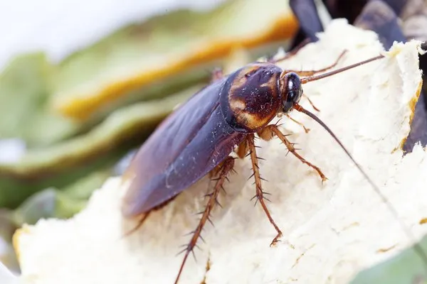 Cockroaches can carry Salmonella and E. Coli bacteria.