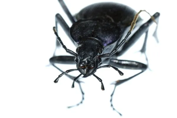 Ground beetles usually have a smaller head compared with the thorax.