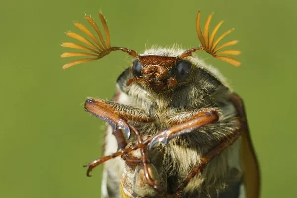 June bugs usually emerge around dusk.