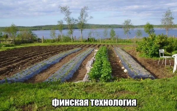 саженцы клубники