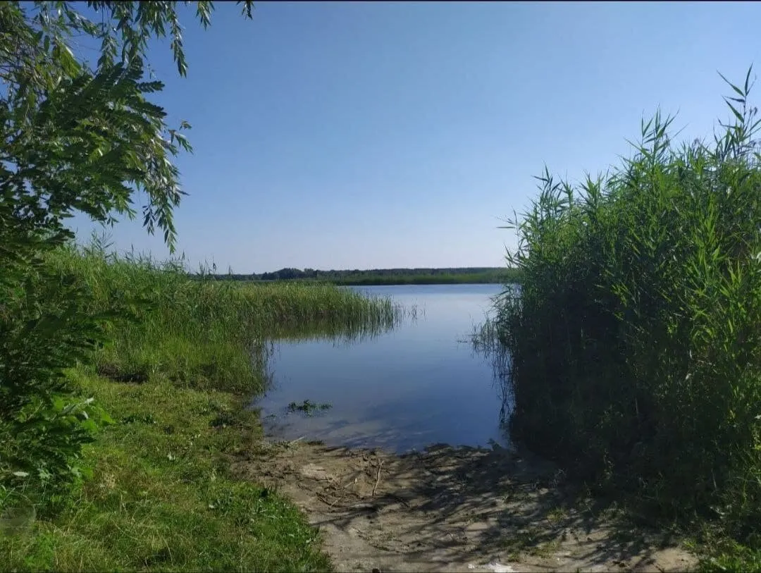 На природе, особенно у воды, нам досаждают комары 