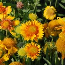 Гайлардия «Аризона Эприкот» (Gaillardia hybrida 'Arizona Apricot')