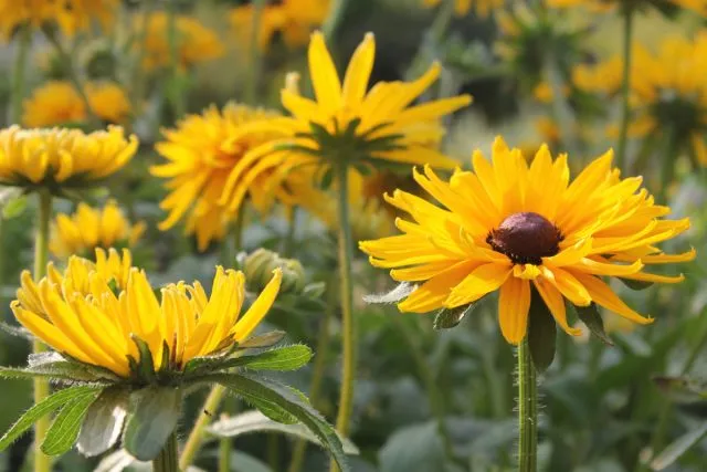 Рудбекия глянцевитая «Джули Голд» (Rudbeckia nitida 'Juli Gold')