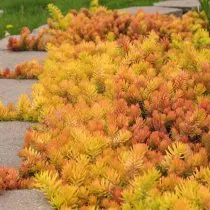 Очиток скальный «Ангелина» (Sedum rupestre 'Angelina')