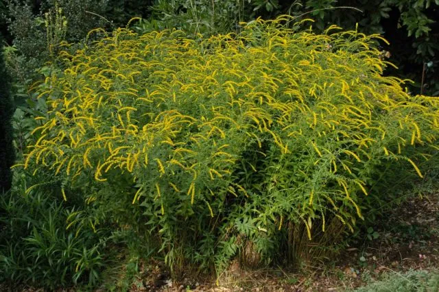 Золотарника морщинистого «Файрворкс» (Solidago rugosa 'Fireworks')