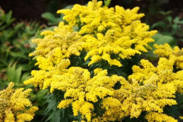 Золотарника гибридного «Дзинтра» (Solidago hybrida 'Dzintra')