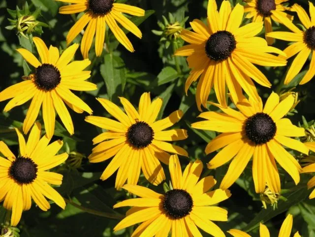 Рудбекия блестящая «Йорли Бёрд Голд» (Rudbeckia fulgida 'Early Bird Gold')