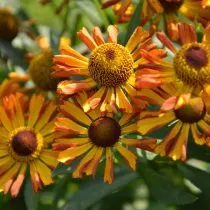 Гелениума гибридный «Бетти» (Helinium hybrida 'Betty')