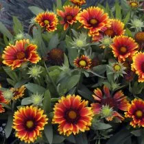 Гайлардия «Аризона Сан» (Gaillardia hybrida 'Arizona Sun')