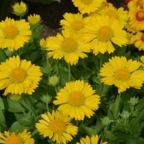 Гайлардия «Меса Йеллоу» (Gaillardia hybrida 'Mesa Yellow')