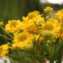 «Дабл Трабл» (Helinium hybrida 'Double Trouble')