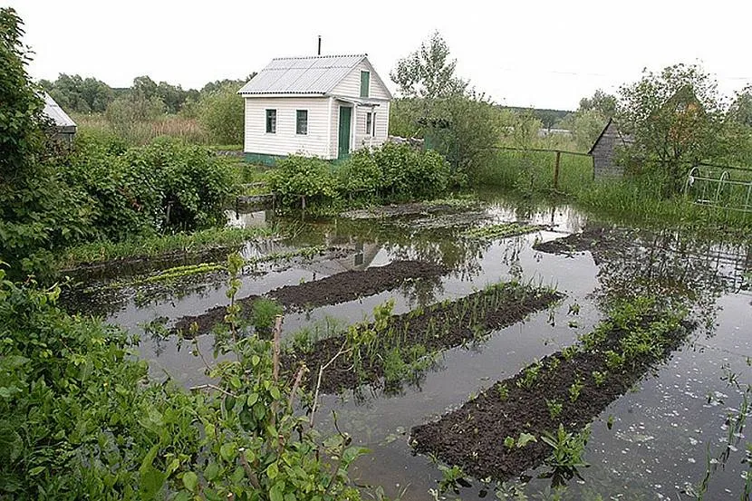 Если на участке скапливается вода, его необходимо осушить